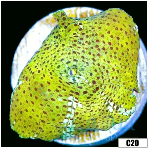 Yellow Leopard Discosoma