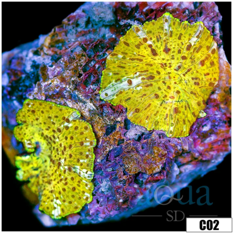 Yellow Leopard Discosoma