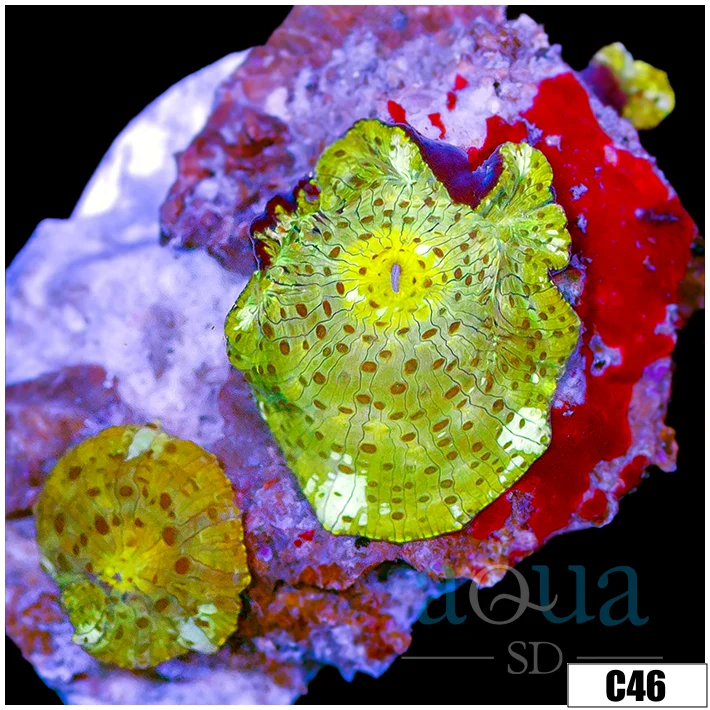 Yellow Leopard Discosoma - Image 2