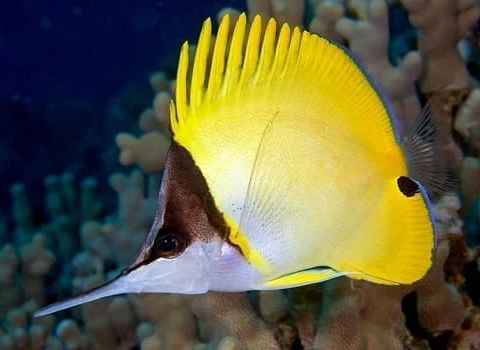 Yellow longnose Butterflyfish Med