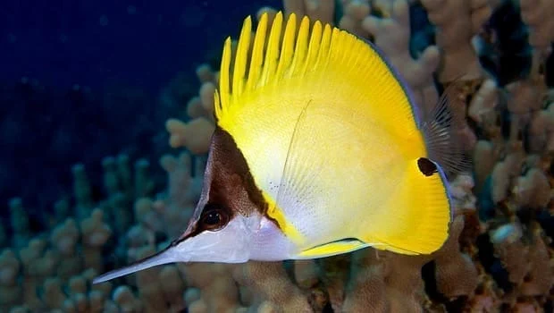 Yellow longnose Butterflyfish Med