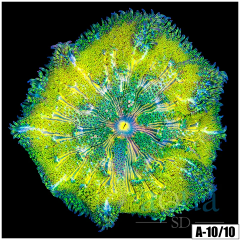 Yellow Maxi Mini Carpet Anemone