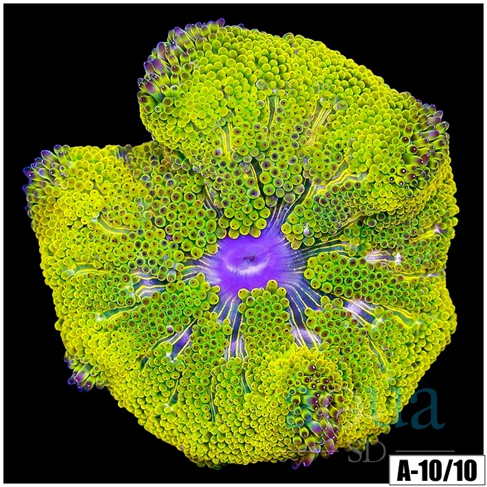 Yellow Maxi Mini Carpet Anemone - Image 2