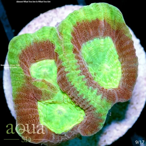 Yellow Soul Favia Multiples Available
