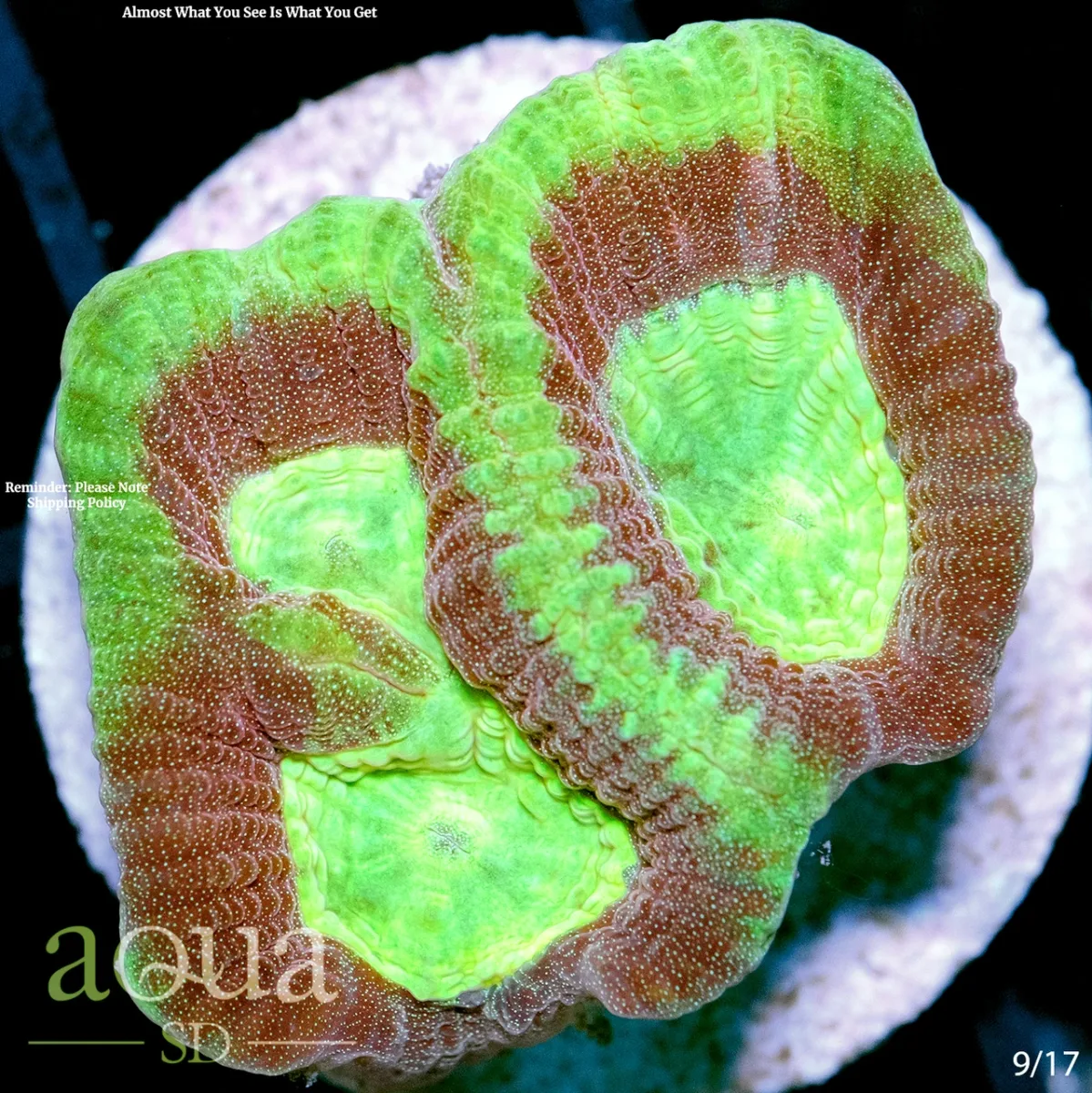 Yellow Soul Favia Multiples Available