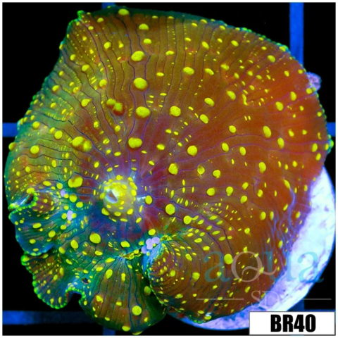 Yellow Spotted Discosoma