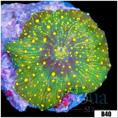 Yellow Spotted Discosoma Mushroom