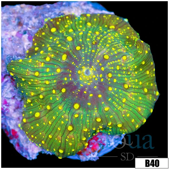 Yellow Spotted Discosoma Mushroom