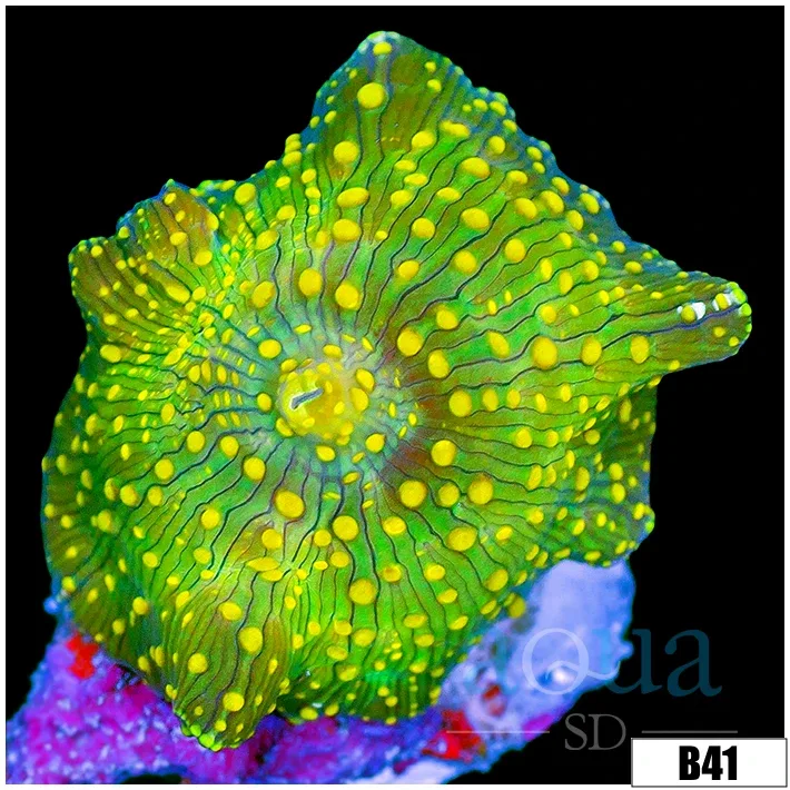 Yellow Spotted Discosoma Mushroom - Image 2