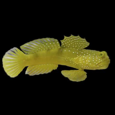 Yellow Watchman Goby MLG