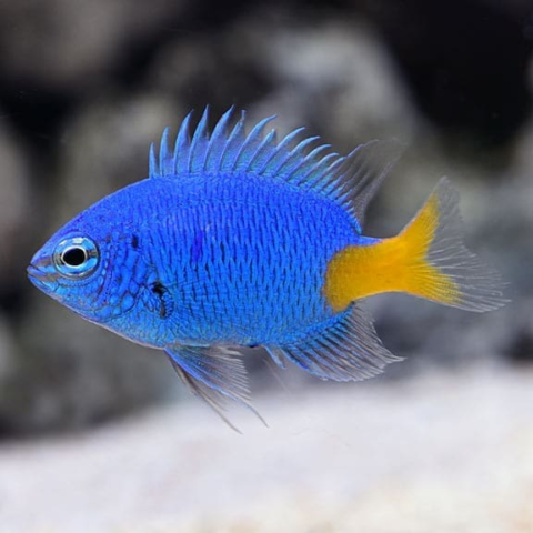 Yellowtail Damsel