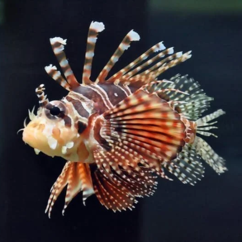 Zebra Lionfish