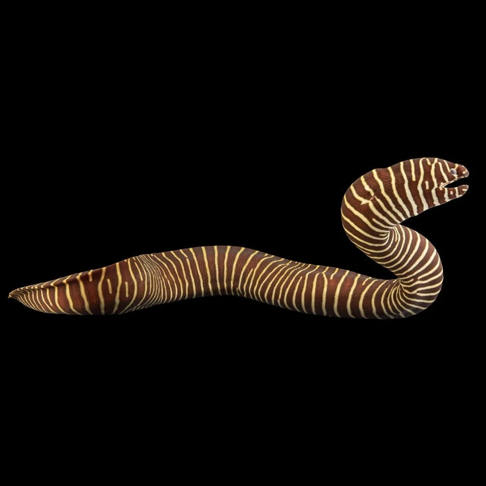 Zebra Moray Eel