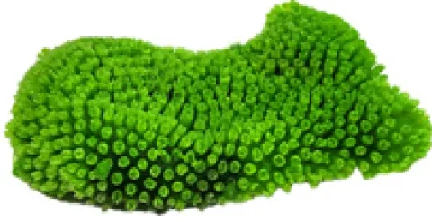 Zetlight Coral GL-P401